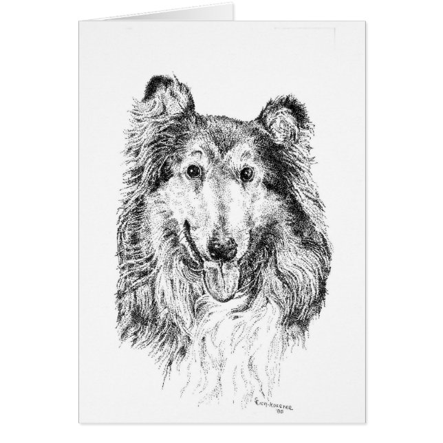 Collie (Vorne)