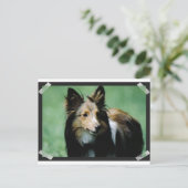 Collie-16 Postkarte (Stehend Vorderseite)