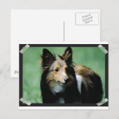 Collie-16 Postkarte (Vorne/Hinten)