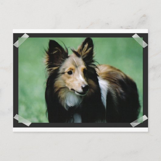 Collie-16 Postkarte (Vorderseite)