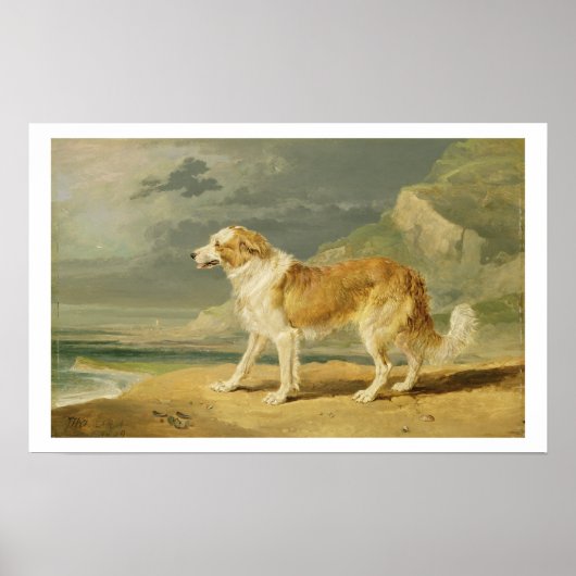 Collie, 1809 (Öl an Bord) Poster (Vorne)