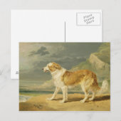 Collie, 1809 (Öl an Bord) Postkarte (Vorne/Hinten)