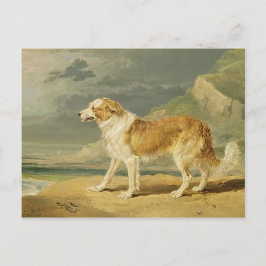 Collie, 1809 (Öl an Bord) Postkarte (Vorderseite)