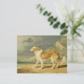 Collie, 1809 (Öl an Bord) Postkarte (Stehend Vorderseite)