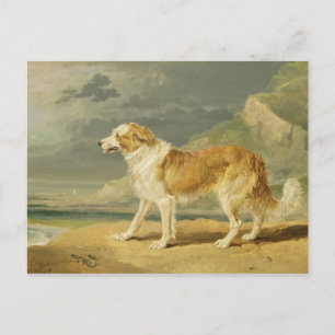 Collie, 1809 (Öl an Bord) Postkarte