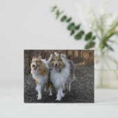 Collie Buddies Postkarte (Stehend Vorderseite)