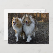 Collie Buddies Postkarte (Vorne/Hinten)