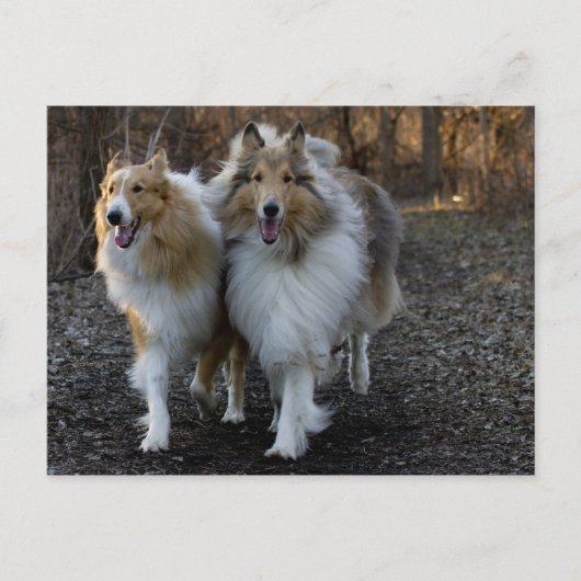 Collie Buddies Postkarte (Vorderseite)