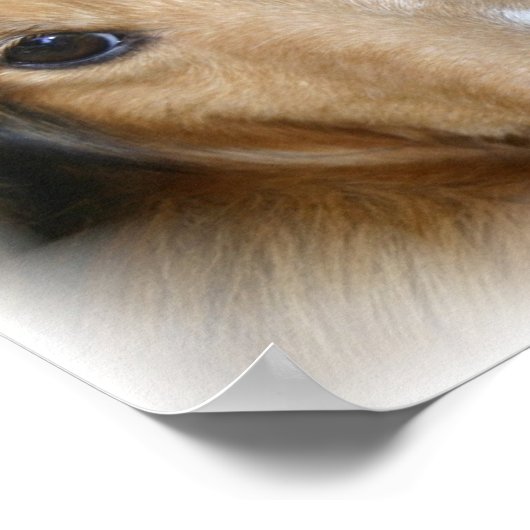 Collie Canvas Print Poster (Ecke)