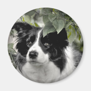 Collie Dog im Wald Magnet