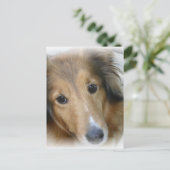 Collie Dog Postcard Postkarte (Stehend Vorderseite)