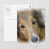 Collie Dog Postcard Postkarte (Vorne/Hinten)