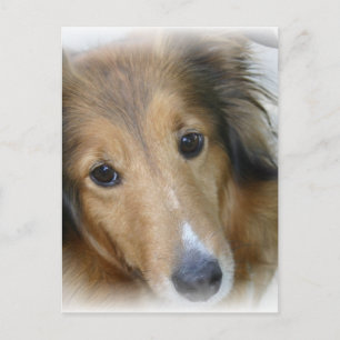 Collie Dog Postcard Postkarte