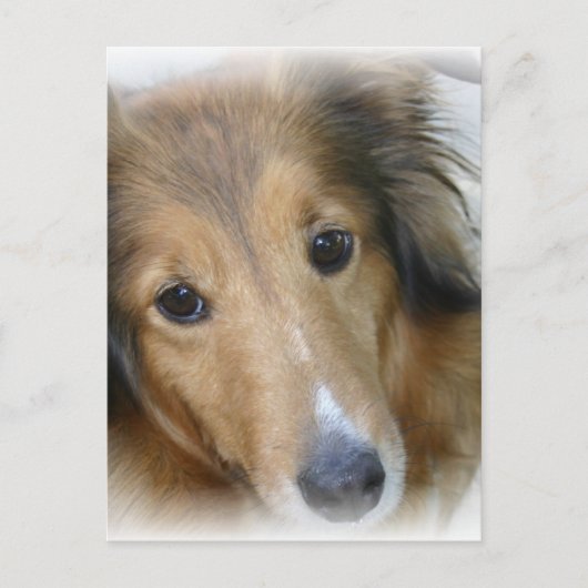 Collie Dog Postcard Postkarte (Vorderseite)