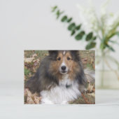 Collie Dog Postcard Postkarte (Stehend Vorderseite)