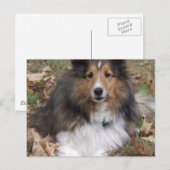 Collie Dog Postcard Postkarte (Vorne/Hinten)