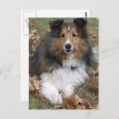 Collie Dog Postcard Postkarte (Vorne/Hinten)