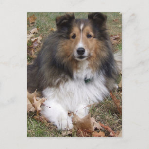 Collie Dog Postcard Postkarte