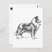 Collie Dog Postkarte (Vorne/Hinten)