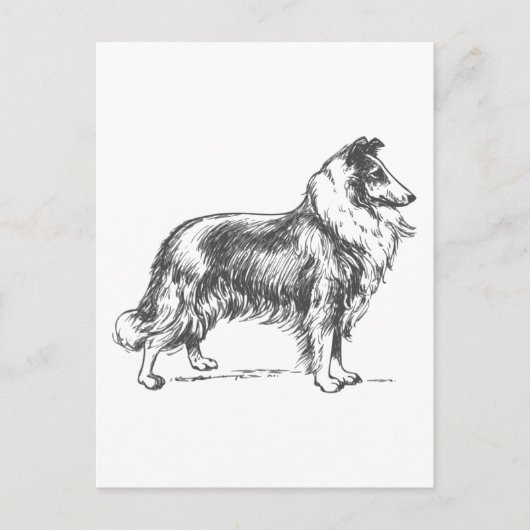 Collie Dog Postkarte (Vorderseite)
