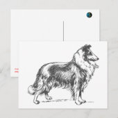Collie Dog Postkarte (Vorne/Hinten)