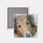 Collie Dog Square Magnet (Vorderseite/Rückseite)