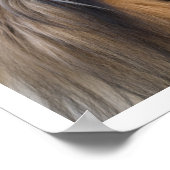 Collie Face Poster (Ecke)