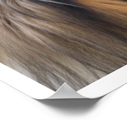 Collie Face Poster (Ecke)