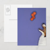Collie fängt Kunststoffknochen Postkarte (Vorne/Hinten)