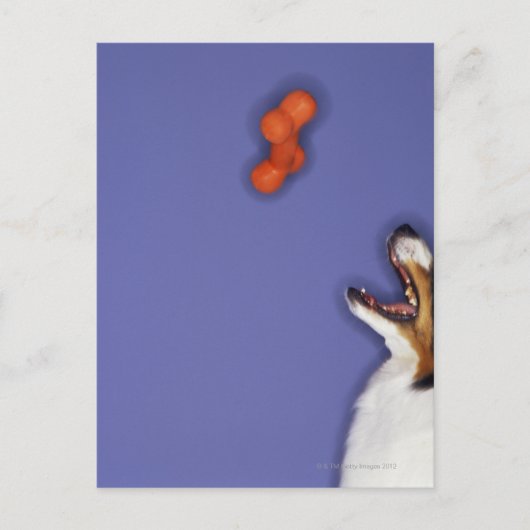 Collie fängt Kunststoffknochen Postkarte (Vorderseite)