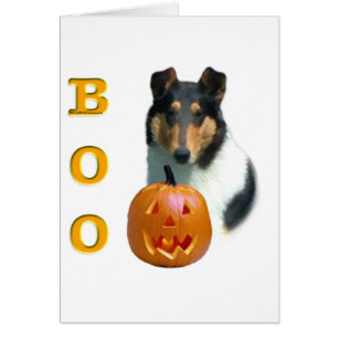 Collie (glatt) Boo