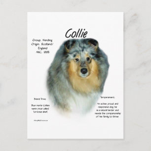 Collie (Grob Merle) History Design Postkarte