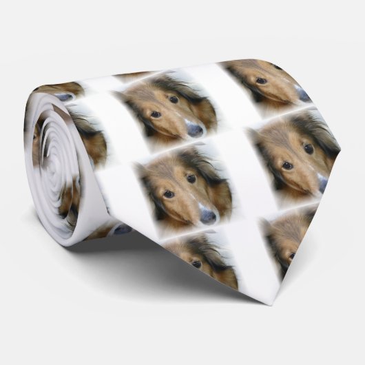 Collie-HundeKrawatte Krawatte (Gerollt)