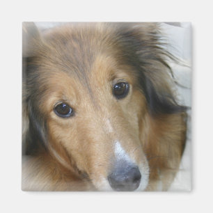 Collie-Hundequadrat-Magnet Magnet