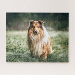 Collie im Grasland Puzzle