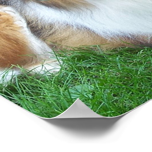 Collie im Grasplakat Poster (Ecke)