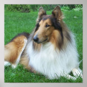 Collie im Grasplakat Poster (Vorne)