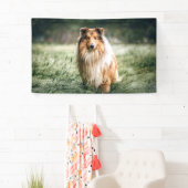 Collie im rauen Grassland Banner (Insitu)