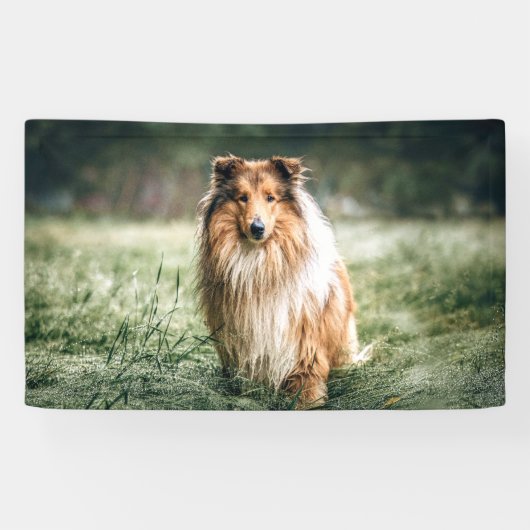 Collie im rauen Grassland Banner (Horizontal)