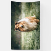Collie im rauen Grassland Banner (Vertikal)