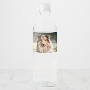 Collie im rauen Grassland Wasserflaschenetikett
