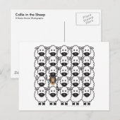 Collie im Schafe Postkarte (Vorne/Hinten)