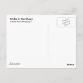 Collie im Schafe Postkarte (Rückseite)