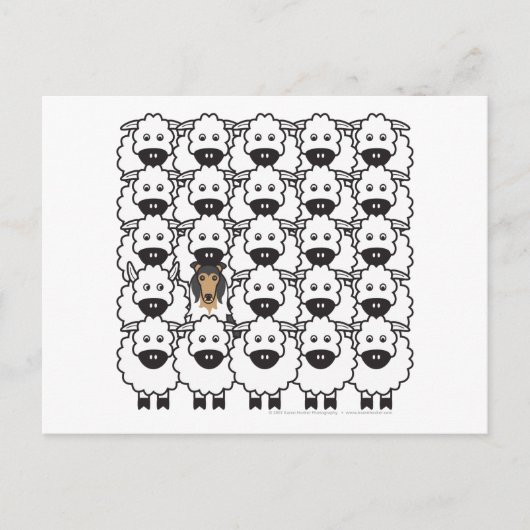 Collie im Schafe Postkarte (Vorderseite)