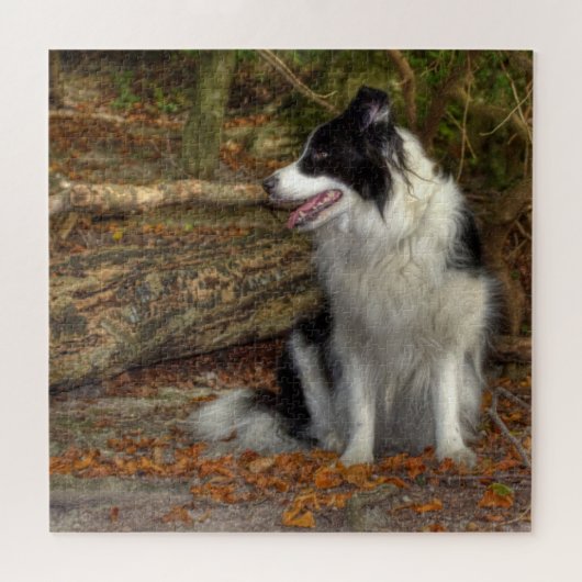 Collie im Wald 676 Stück Puzzle (Horizontal)