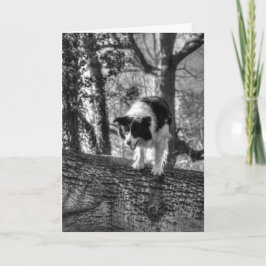 Collie in the wood Birthday Card Feiertagskarte