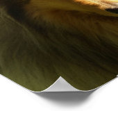 Collie Lassie Dog Print Poster (Ecke)