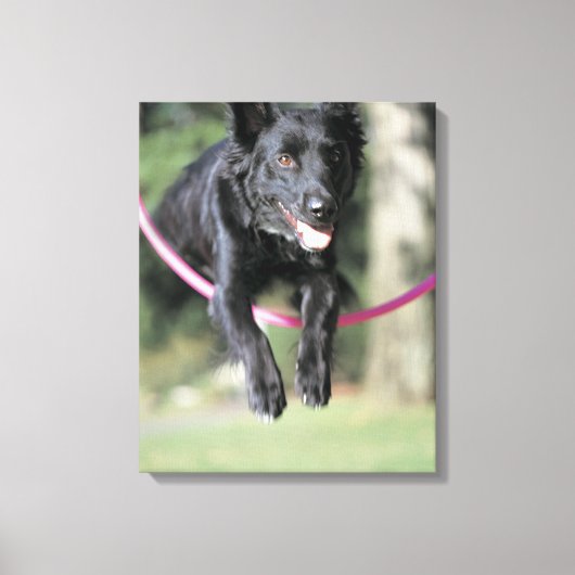 Collie Leinwanddruck (Vorderseite)
