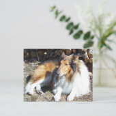 Collie mit Firewood-Postkarten Postkarte (Stehend Vorderseite)