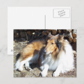 Collie mit Firewood-Postkarten Postkarte (Vorne/Hinten)